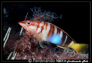 Serranus scriba. by Ferdinando Meli 